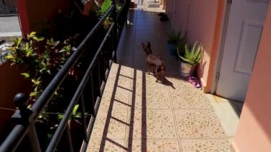 Playa del Carmen Quintana Roo Meksika 'daki tropikal sokak palmiyeleri ve şehir manzaralı balkon terasından manzara.