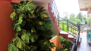 Playa del Carmen Quintana Roo Meksika 'daki tropikal sokak palmiyeleri ve şehir manzaralı balkon terasından manzara.