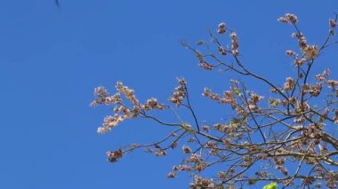 Playa del Carmen Quintana Roo Meksika 'da tropikal doğa ve ağaçlar dikiyoruz..