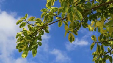 Playa del Carmen Quintana Roo Meksika 'da tropikal doğa ve ağaçlar dikiyoruz..