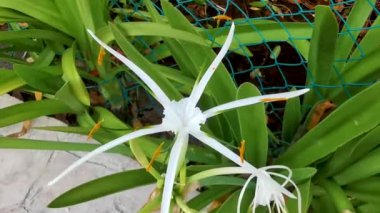 Hymenocallis Caribaea Karayip zambağı. Eşsiz bir tür beyaz çiçek. Playa del Carmen Quintana Roo Mexico 'da mavi yeşil doğa arka planında..