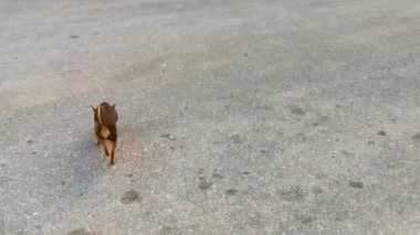 Mutlu küçük köpek Playa del Carmen Quintana Roo Mexico 'da dolaşıyor..