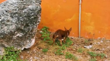 Mutlu küçük köpek Playa del Carmen Quintana Roo Mexico 'da dolaşıyor..