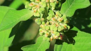 Playa del Carmen Quintana Roo Meksika 'da tropik bitki yaprağında kırmızı karınca.