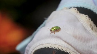 Playa del Carmen Quintana Roo Meksika 'da nadir görülen tropikal kaplumbağa Cassidinae.