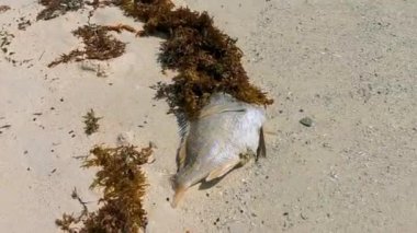 Plaj kumsalında ölü Karayip balığı Playa del Carmen Quintana Roo Mexico 'da yosun ile mahsur kalmış..