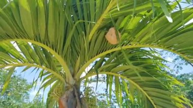 Playa del Carmen Quintana Roo Meksika 'da tropikal bir palmiye ağacında arı kovanı.