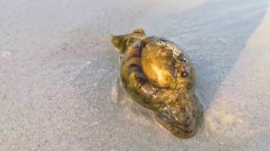 Karayipler kıyıya vurdu Playa del Carmen Quintana Roo Meksika 'da çıplakken.