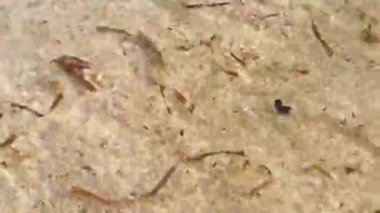 Karayipler kıyıya vurdu Playa del Carmen Quintana Roo Meksika 'da çıplakken.