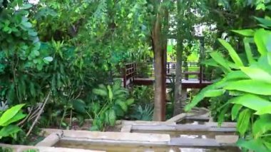 Playa del Carmen Quintana Roo Meksika 'da tropik palmiyeler ve diğer bitki ve ağaçlarla dolu bir bahçe ya da park.