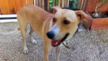 Playa del Carmen Quintana Roo Mexico 12. Mart 2024 Playa del Carmen Quintana Roo Meksika 'da küçük mutlu köpek kameraya bakar.