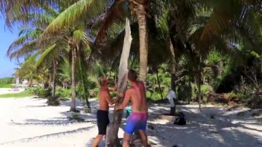 Playa del Carmen Quintana Roo Meksika 'daki palmiye ağaçlarıyla kumsala hindistan cevizi atarlar..