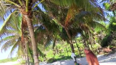 Playa del Carmen Quintana Roo Meksika 'daki palmiye ağaçlarıyla kumsala hindistan cevizi atan adam..