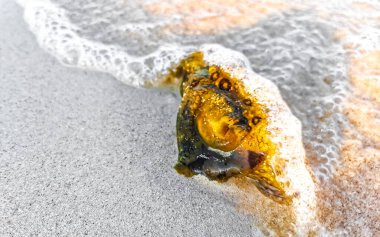 Karayipler kıyıya vurdu Playa del Carmen Quintana Roo Meksika 'da çıplakken.