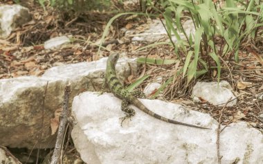 Genç yeşil iguana Playa del Carmen Quintana Roo Meksika 'daki ormanda bir kayanın üzerinde.