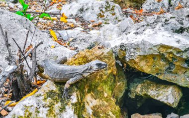 Playa del Carmen Quintana Roo Meksika 'daki ormanda bir kayanın üzerindeki iguana..
