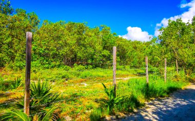 Karayip Playa del Carmen Quintana Roo Meksika 'daki bitki ve palmiye ağaçları arasındaki doğa ormanında tropik doğal yürüyüş yolu..