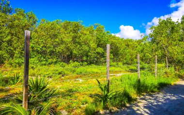 Tropical natural way walking path in the nature jungle between plants and palm trees in Caribbean Playa del Carmen Quintana Roo Mexico. clipart