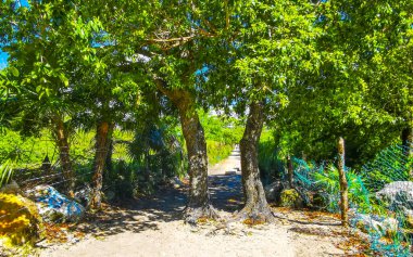 Karayip Playa del Carmen Quintana Roo Meksika 'daki bitki ve palmiye ağaçları arasındaki doğa ormanında tropik doğal yürüyüş yolu..