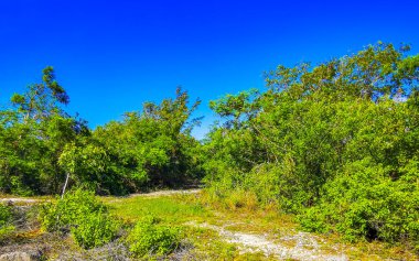 Karayip Playa del Carmen Quintana Roo Meksika 'daki bitki ve palmiye ağaçları arasındaki doğa ormanında tropik doğal yürüyüş yolu..