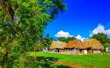Playa del Carmen Quintana Roo Meksika 'daki Karayipler sahilinde palmiye ağaçları olan tropikal ormandaki ahşap kulübeler..