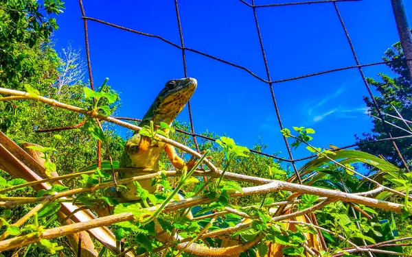 stock image Iguana on fence in the jungle in Playa del Carmen Quintana Roo Mexico.