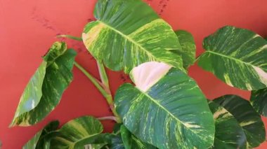 Tropical green and yellow plant with large leaves Dieffenbachia Dumb Cane houseplant is climbing the wall in Playa del Carmen Mexico.