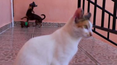 Beyaz kedi, Playa del Carmen Meksika 'da arka planda oyuncak bir Rus teriyer köpeğiyle çok şey düşünüyor..