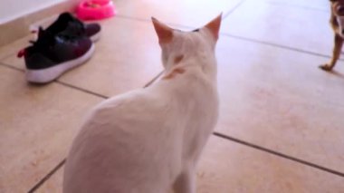 Playa del Carmen Meksika 'da beyaz kedi ve kahverengi köpek birbirlerini kontrol ediyorlar..