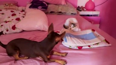Beyaz kedi ve kahverengi köpek Meksika 'da kanepede kavga ediyorlar..