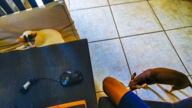 Playa del Carmen Quintana Roo Meksika 'da dairede bir adamla kedi köpek..