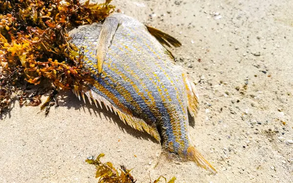 stock image Dead caribbean fish stranded on beach sand with sargassum in Playa del Carmen Quintana Roo Mexico.