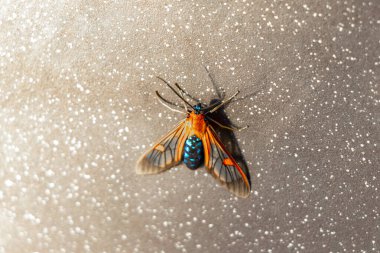 Blue red rare shiny insect with wings in Rio Segundo Alajuela Costa Rica in Central America. clipart