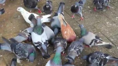 Orta Amerika Alajuela Kosta Rika şehir meydanında bir sürü güvercin var..