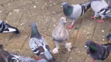 Orta Amerika Alajuela Kosta Rika şehir meydanında bir sürü güvercin var..