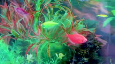 Orta Amerika 'da Alajuela Kosta Rika' da akvaryumda renkli balıklar yüzer..