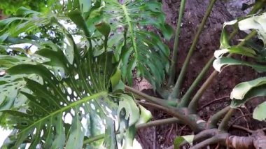 Orta Amerika 'da Alajuela Kosta Rika' da bir ağacın gövdesine bırakılmış büyük bir tropikal dağcı..