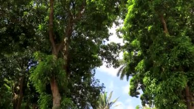 Orta Amerika Alajuela Kosta Rika 'da heykelleri ve bankları olan güzel tropikal Central Park.