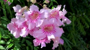 Orta Amerika 'da Para Heredia Kosta Rika' da pembe tropikal çiçekler ve çiçek filizleri..