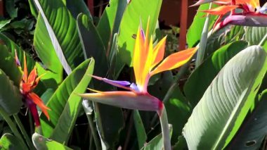 Cennet Kuşu çiçeği Strelitzia Reginae Orta Amerika 'daki Para Heredia Kosta Rika' da çiçek yetiştirir..