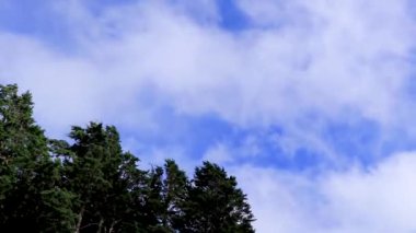 Orta Amerika 'daki Para Heredia Kosta Rika' da bulutları olan tropik, büyük ağaçlar ve mavi gökyüzü..