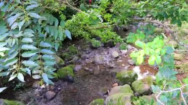 Orta Amerika 'daki Para Heredia Kosta Rika' da su ve taşlarla dolu orman ormanlarında akan tropikal nehir akıntısı.