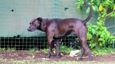 Orta Amerika 'daki Para Heredia Kosta Rika' da tropikal çiftlik doğasında muhteşem siyah bir köpek..