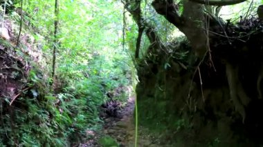 Orta Amerika 'daki Para Heredia Kosta Rika' daki dağlarda orman yolu yürüyüş yolu ve güzel tropikal orman bitkileri ve ağaçlarıyla büyülü bir orman..