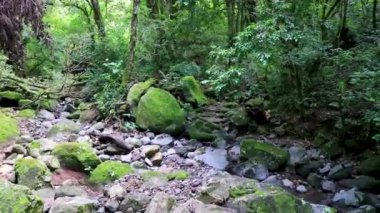 Orta Amerika 'daki Para Heredia Kosta Rika' da su ve taşlarla ormandaki kuru tropikal nehir akıntısı.