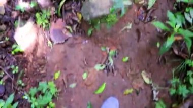 Orta Amerika 'daki Para Heredia Kosta Rika' da tropikal orman ve orman doğasında yürüyüş..