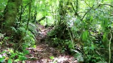 Orta Amerika 'daki Para Heredia Kosta Rika' da tropikal orman ve orman doğasında yürüyüş..