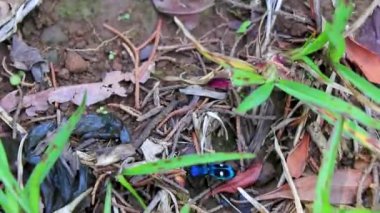 Orta Amerika 'daki Para Heredia Kosta Rika' da yerde yatan mavi böcek..