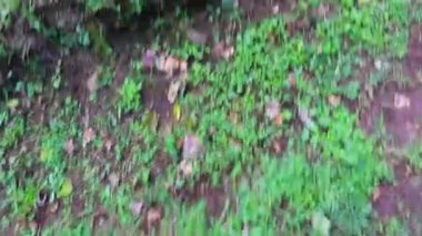 Orta Amerika 'da Para Heredia Kosta Rika' da spor ayakkabılarıyla koşmak ve zıplamak.