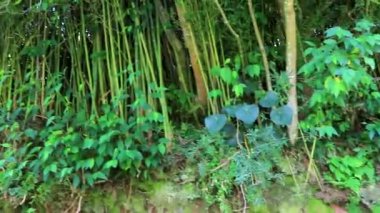 Orta Amerika 'daki Para Heredia Kosta Rika' daki dağlarda orman yolu yürüyüş yolu ve güzel tropikal orman bitkileri ve ağaçlarıyla büyülü bir orman..